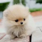 Akc pomeranian puppy for ready for rehom