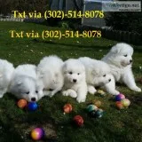 Sxazxsx gorgeous samoyed puppies for sal