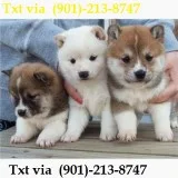 Sxdcdc amazing shiba inus for new homes