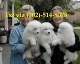 Xcdffd charming male and female samoyed 