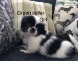 Pet
