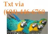 Cvgffg dna blue & gold macaw