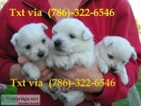 Cdvfvf gorgeous bichon frise puppi