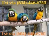 Hyy blue and gold macaw