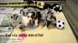 Zaazza australian shepherd puppies