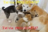 Ujjuuj shiba inu puppies