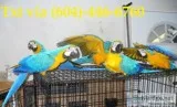 Frgtt blue and gold macaw now available