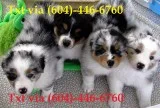 Tyyt australian shepherds for sale