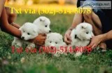 Cdrffr beautifull samoyed dogs for sale
