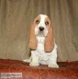 Sasa-basset hound text us 989x787x2094