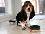 Max-basset hound text us 989x787x2094