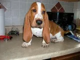 Elf -basset hound text us 989x787x2094
