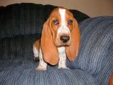 Lucas-basset hound text us 989x787x2094