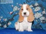 Zu-basset hound text us 989x787x2094