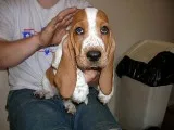 Caca-basset hound text us 989x787x2094