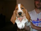 Lus-basset hound text us 989x787x2094