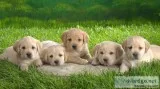 well trained golden retriever puppies a