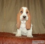 Bubu-basset hound text us 989x787x2094