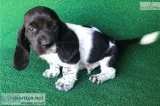 Kiki-basset hound text us 989x787x2094