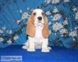 Linda-basset hound text 989x787x2094