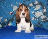 Basset hound text * 989x787x2094