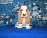 Vivi-basset hound text 989x787x2094
