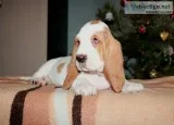 Bali-basset hound text 989x787x2094