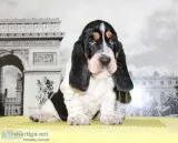 Aax-basset hound text us 989x787x2094