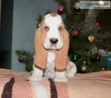 Maxi-basset hound text 989x787x2094