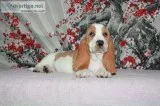 Lili-basset hound text 989x787x2094