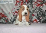 Caca-basset hound text 989x787x2094