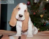 Bobo-basset hound text 989x787x2094