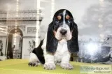 Wiwi-basset hound text us 989x787x2094