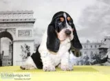 M-basset hound text us 989x787x2094