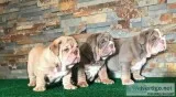 Lovely male and female english bulldog 