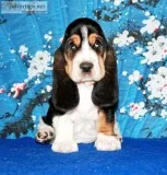 Loulou-basset hound text 989x787x2094