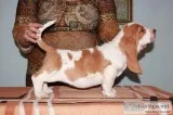 Sasha-basset hound text 989x787x2094