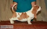 Lucas-basset hound text 989x787x2094