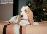 Coco-basset hound text 989x787x2094