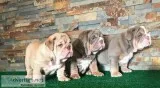 Healthy english bulldog for sale 