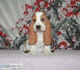 Nancy-basset hound text 989x787x2094