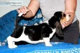 Basset hound text _ 989x787x2094
