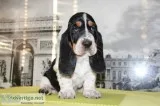 Maxa-basset hound text 989x787x2094