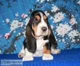 Maxx-basset hound text 989x787x2094