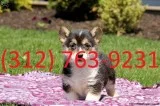 Pembroke welsh corgi pups