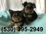 Beholden yorkie puppies two available