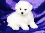 Adorable trained bichon frise puppies av