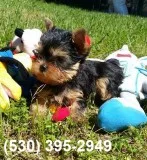 Awe-inspiring yorkie puppies available