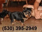 Animated yorkie puppies available now