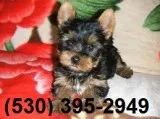 Appreciative yorkie puppies
